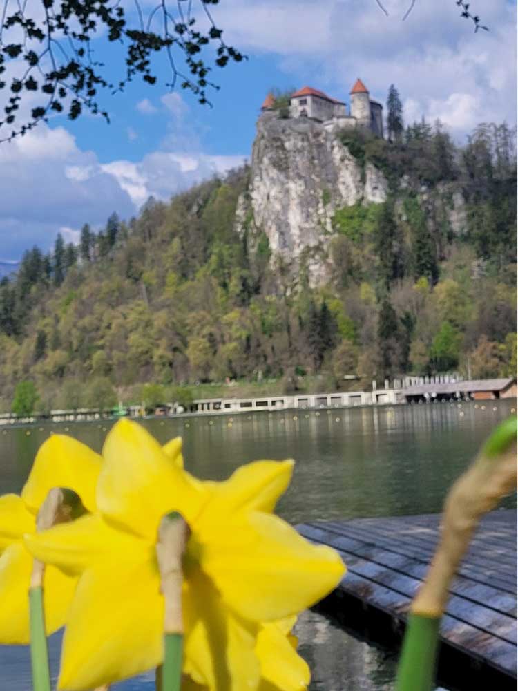 bled